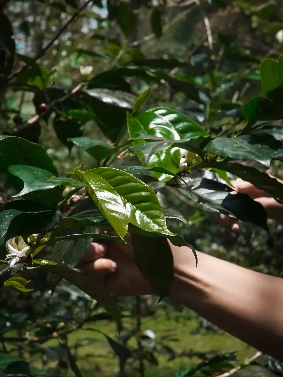 Tracking di kebun kopi Malabar